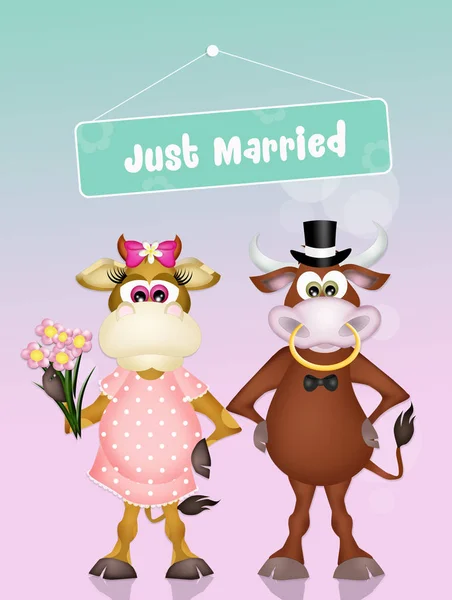 Mariage des vaches — Photo