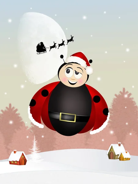 Ladybug at Christmas — Stock Photo, Image