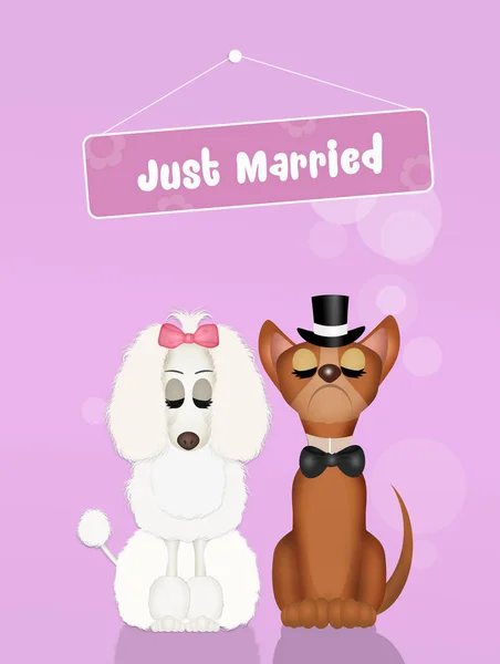 Wedding of chihuahua dog and poodle — Stock Photo, Image