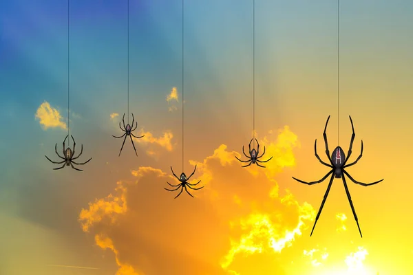 Spinnen bei Sonnenuntergang — Stockfoto