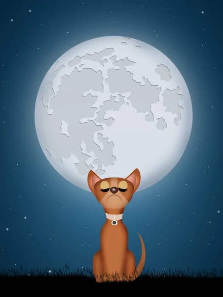 Anak anjing anjing di bulan — Stok Foto