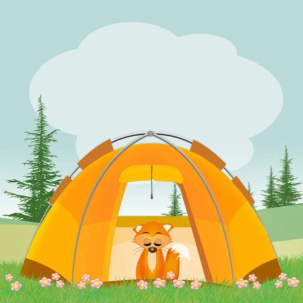 Vörös róka a sátorban — Stock Fotó