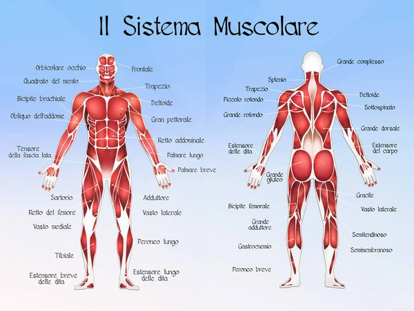 Muscolar системи — стокове фото