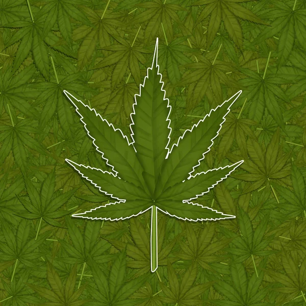 Pole liści marihuany — Zdjęcie stockowe