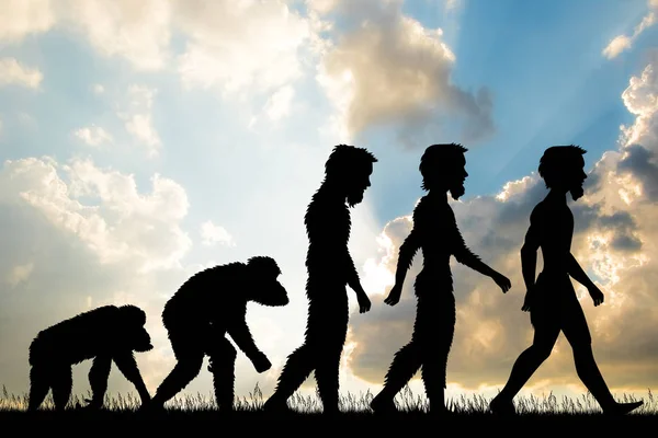 Human evolution silhouette