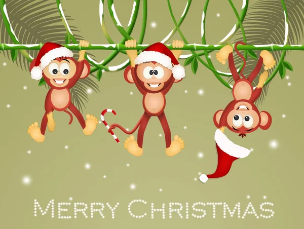 Macacos engraçados com chapéus de Natal — Fotografia de Stock