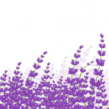 Lavanta çerçeve çizimi