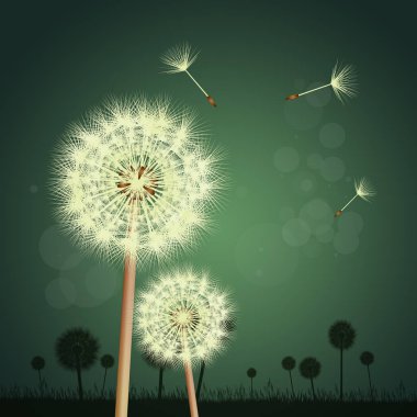 illüstrasyon karahindiba çiçek