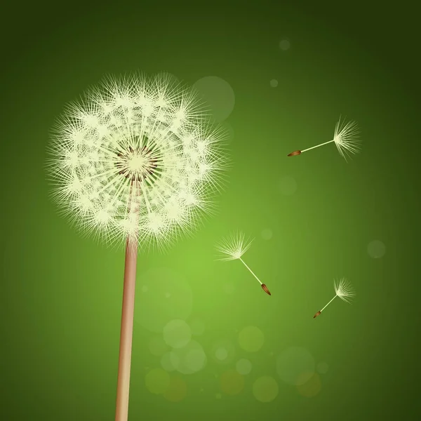 Illustration Dandelion Flower Meadow — Stock Photo, Image