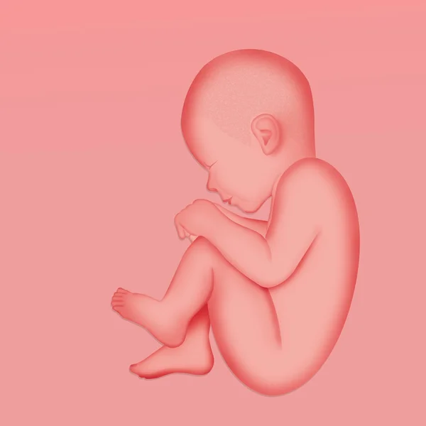 Illustratie Van Menselijke Foetus — Stockfoto