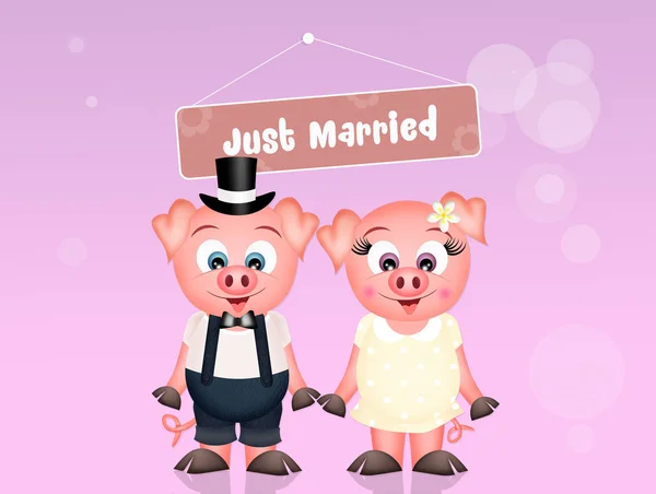 돼지의 결혼식의 — 스톡 사진