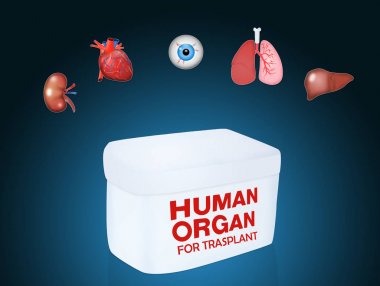 İnsan organ trasplant için çizimi