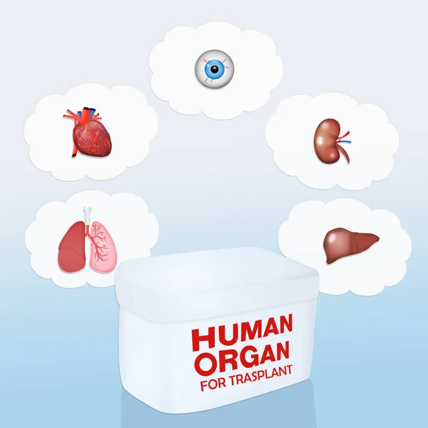 Illustration Organe Humain Pour Trasplant — Photo