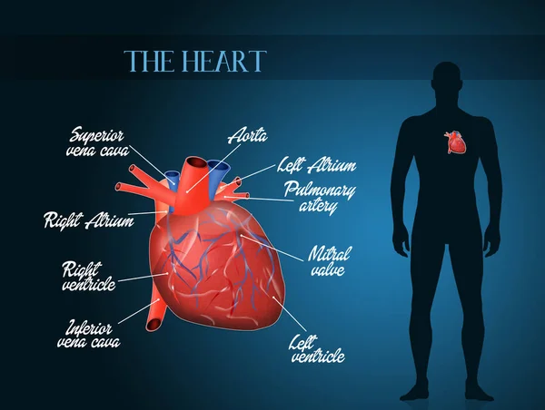 Illustration Des Herz Kreislauf Systems — Stockfoto