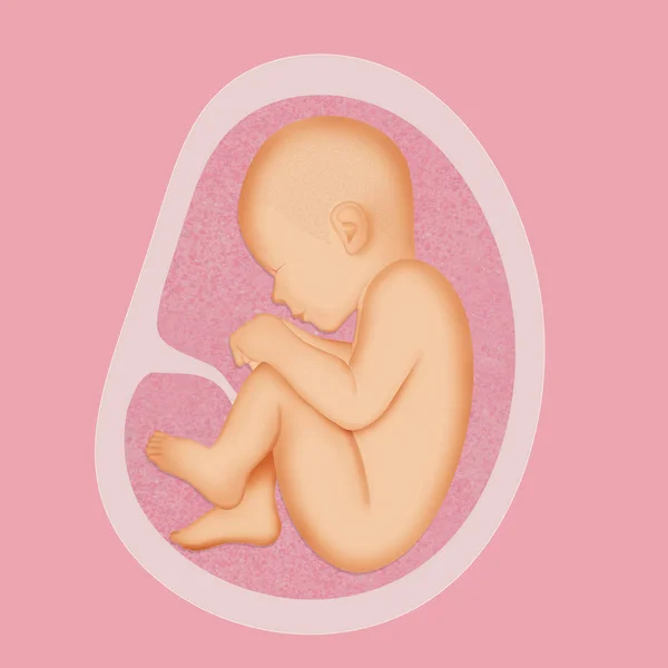 Illustration Fœtus Dans Utérus — Photo