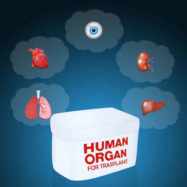 Ilustração Órgão Humano Para Transplante — Fotografia de Stock