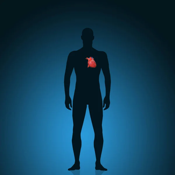 Ilustrace Lidského Srdce — Stock fotografie