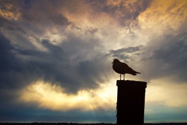 gün batımında martı illüstrasyon
