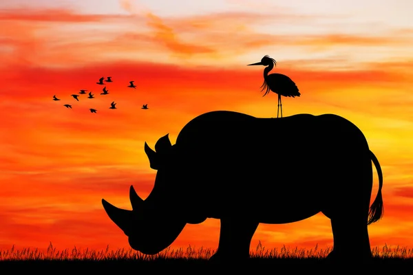 Rhino Silueta Při Západu Slunce — Stock fotografie