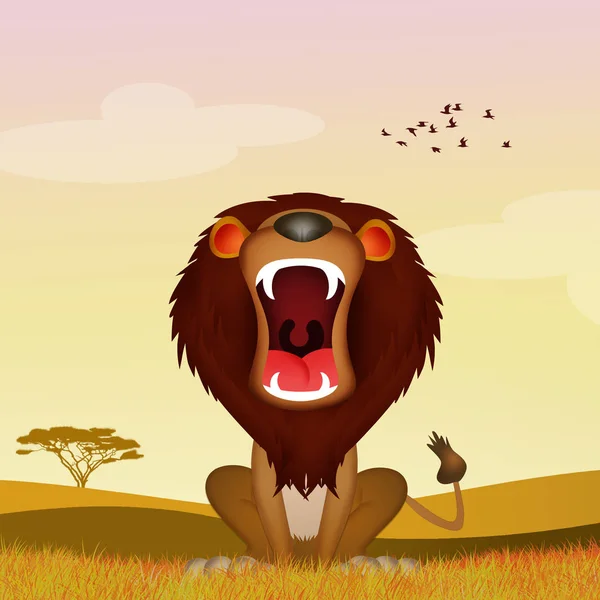 lion roars in the savannah