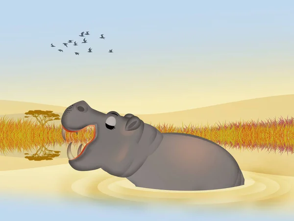 Hippopotamus Open Mouth Pond — Stock Photo, Image