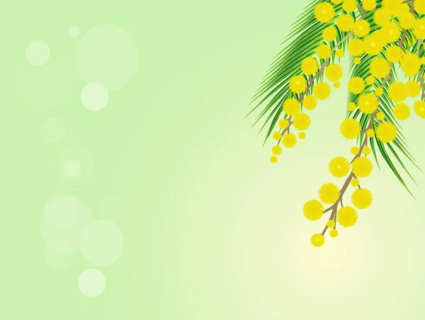 Illustration Mimosa Flowers — Stock Photo, Image
