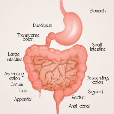 illustration of human intestine scheme clipart