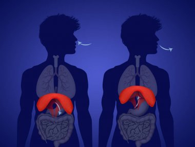 illüstrasyon insan diyafram anatomi
