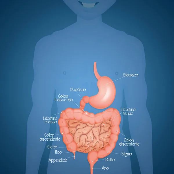 Illustration Intestine Stomach — Stock Photo, Image