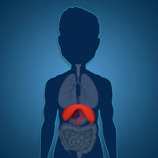 Illustrazione Anatomia Del Diaframma Umano — Foto Stock