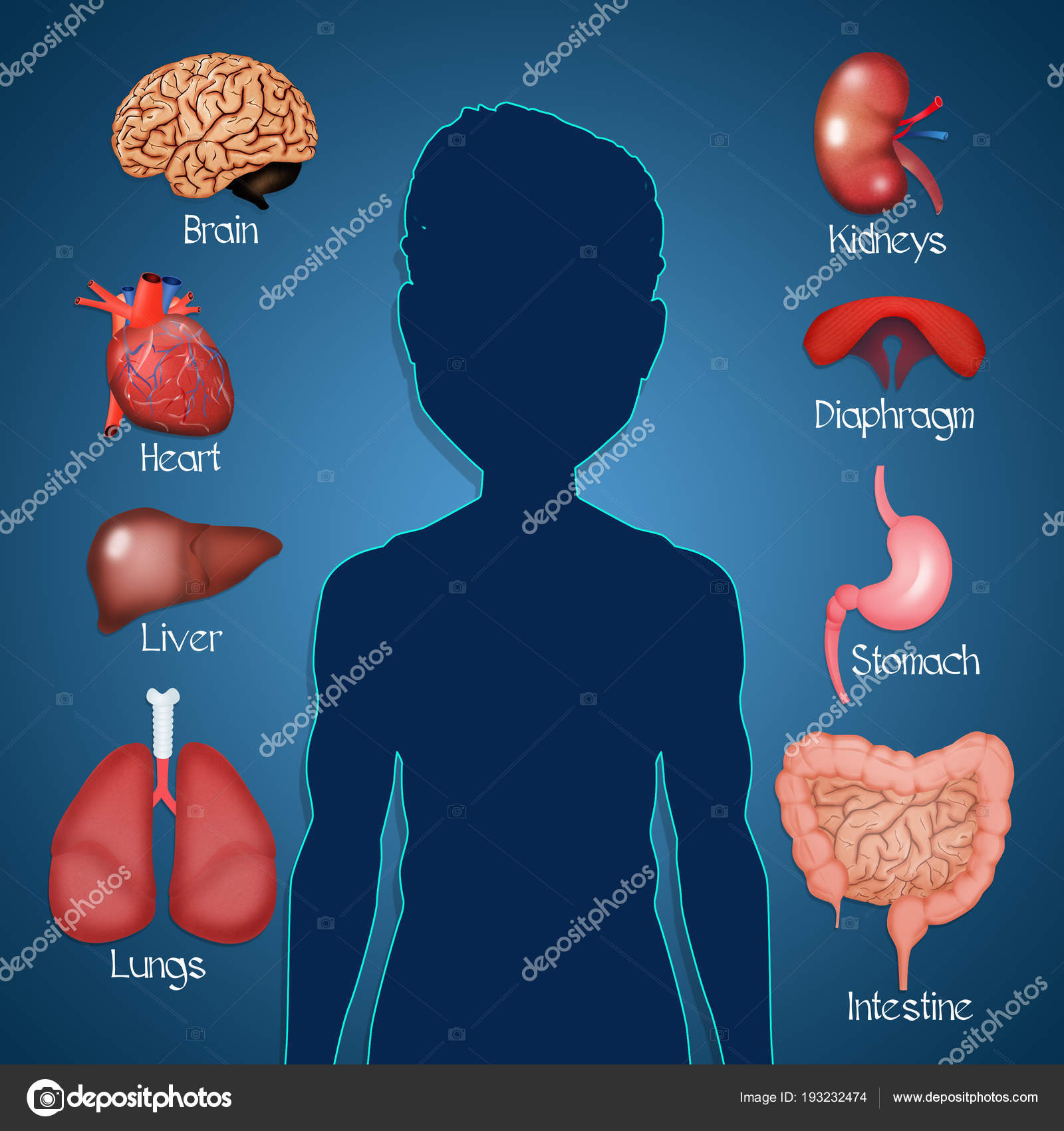scaricare di adrenalina organo