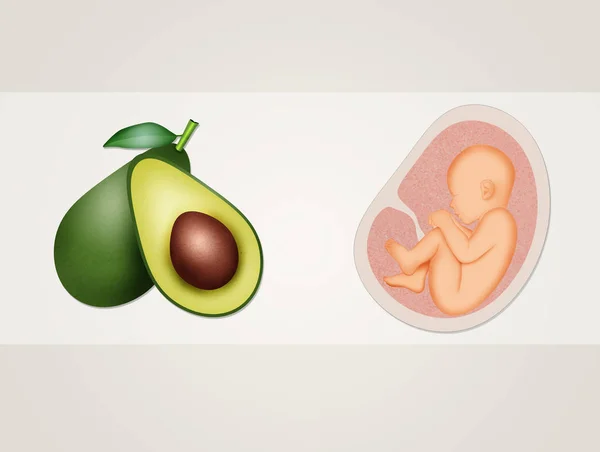 Avocado Voordelen Aan Het Vrouwelijke Voortplantingsstelsel — Stockfoto