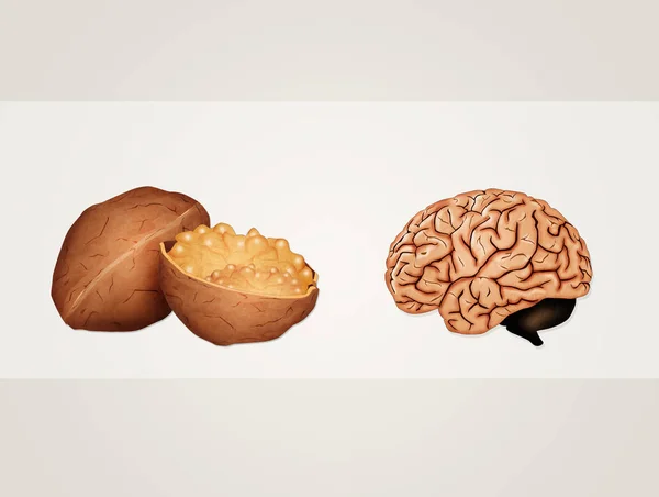 Walnut Looks Brain — Stock Photo, Image