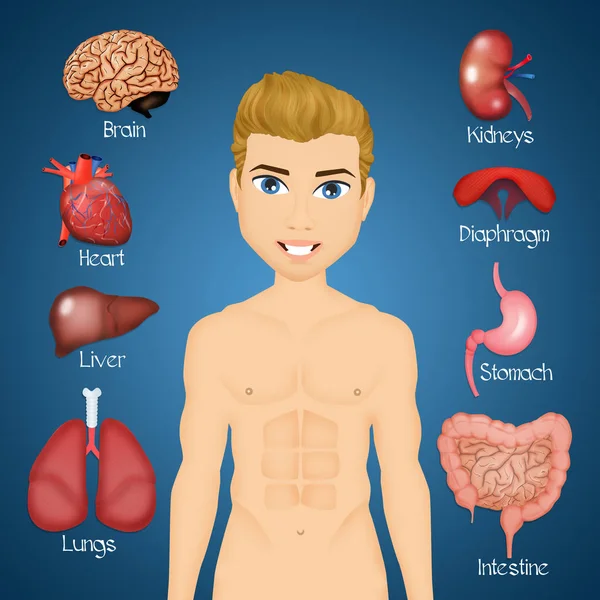 Illustrazione Degli Organi Interni — Foto Stock