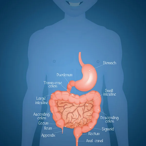 腸と胃のイラスト — ストック写真