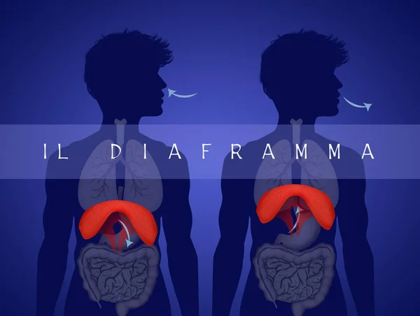 Illustrazione Anatomia Del Diaframma Umano — Foto Stock