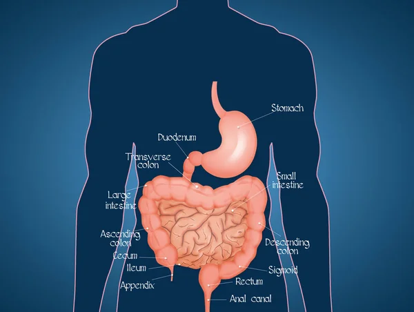 Ilustración Del Diagrama Del Intestino —  Fotos de Stock