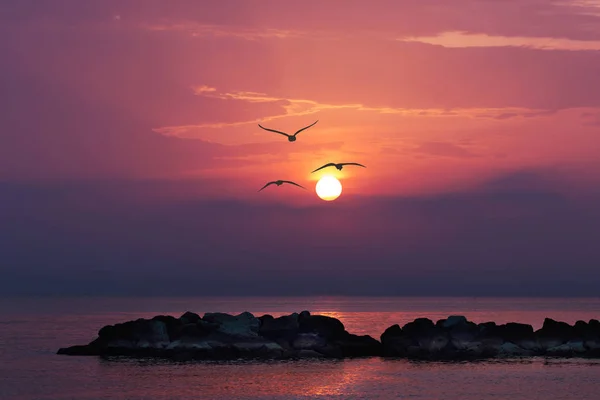 Meeuwen Bij Dageraad Het Strand — Stockfoto