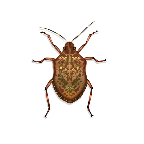 Illustration Bed Bug — Stock Photo, Image