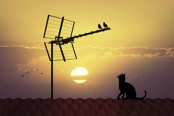 日落时电视天线上的鸟 — 图库照片