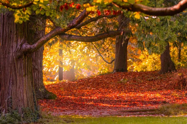 Colores Otoño Parque Monza —  Fotos de Stock