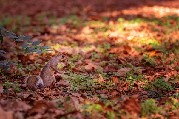 Squirrel Autumn Landscape — Stock Photo, Image