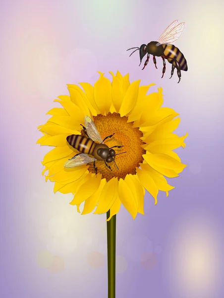 Pollination Bees Sunflower — Stock Photo, Image