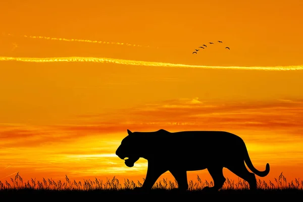 Illustration Silhouette Tigre Coucher Soleil — Photo