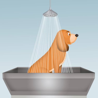 şekil-in evde beslenen hayvan damat