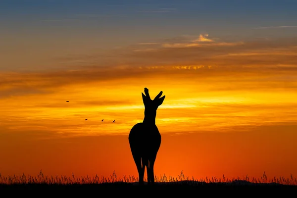 Ilustração Fawn Por Sol — Fotografia de Stock