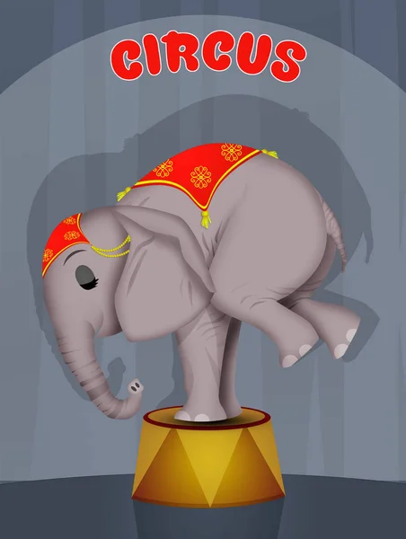 Illustration Von Elefanten Zirkus — Stockfoto