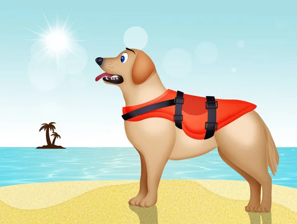 浜の救助犬 — ストック写真