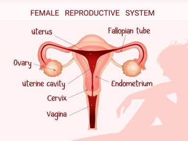 illustration of female reproductive system clipart