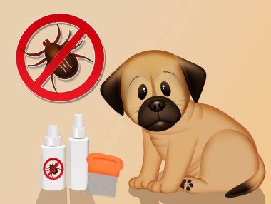 Köpek bakımı ve bakımı